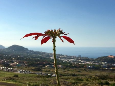 Atlantic Ocean from La Orotava, Tenerife