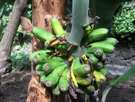Bananas, Tenerife