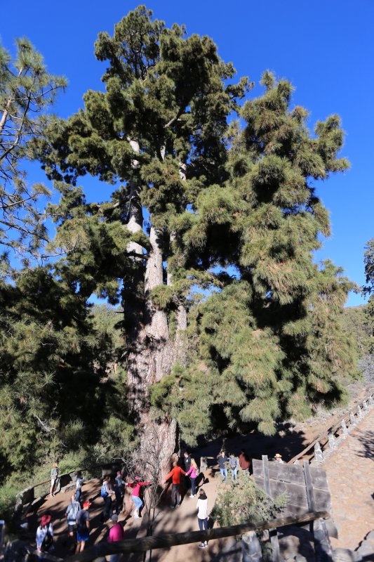 El Pino Gordo, Tenerife El Pino Gordo, Tenerife