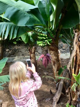 Examining bananas, Tenerife