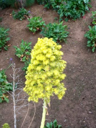 Parque del Drago flower