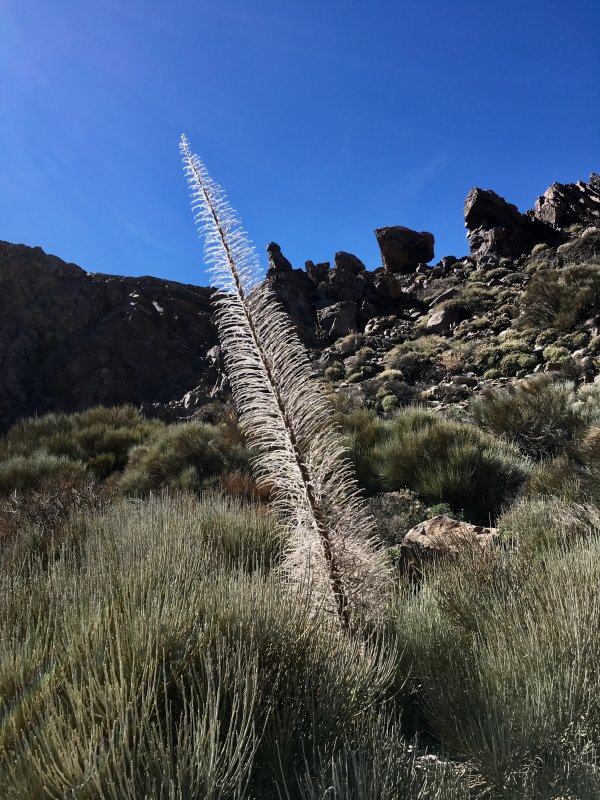 Flora of Parque Nacional del Teide Flora of Parque Nacional del Teide