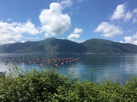 Bay of Kotor oyster farm