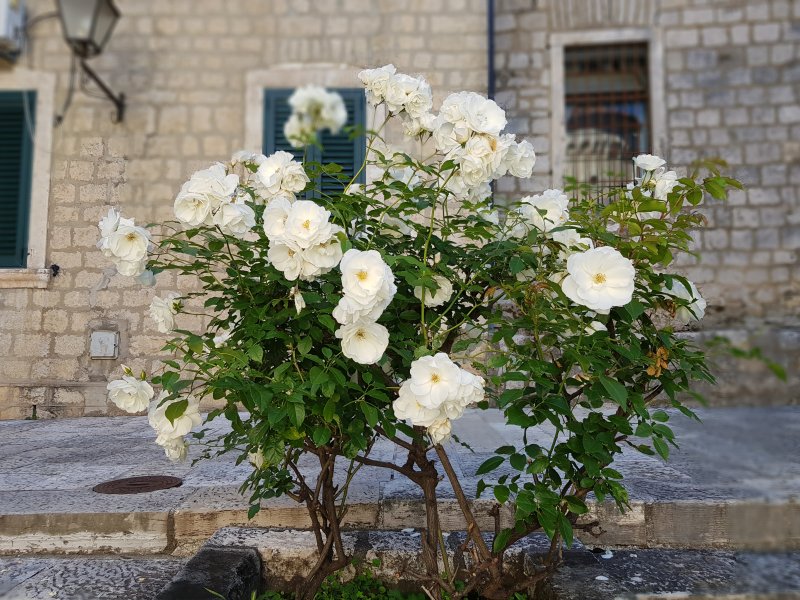 Herzeg Novi roses Herzeg Novi roses