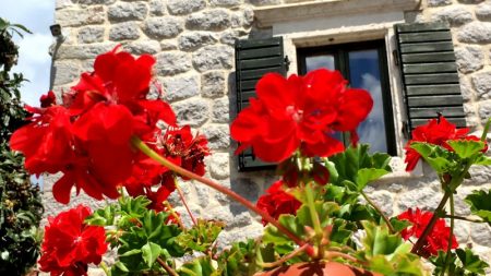 Montenegro flowers