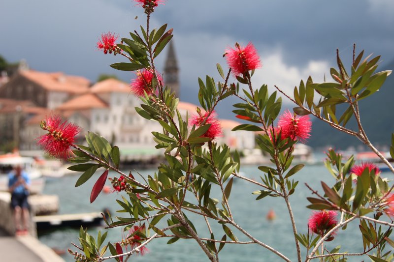 The old town of Perast, Kotor Bay Perast and red flowers