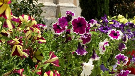 Perast flowers