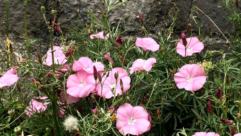 Bar old town wild flowers Bar old town flowers