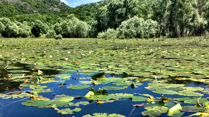 Rijeka Crnojevica water lilies Lake Skadar National Park water lilies