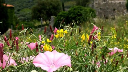 Stari grad Bar flowers and ruins, Montenegro