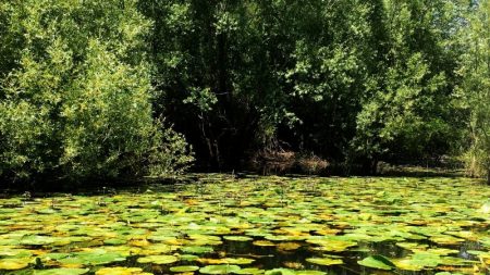 The strong-colored Skadar Lake