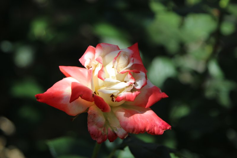 Ulcinj rose Ulcinj rose