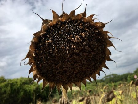 Crete Senesi sunflower, Tuscany