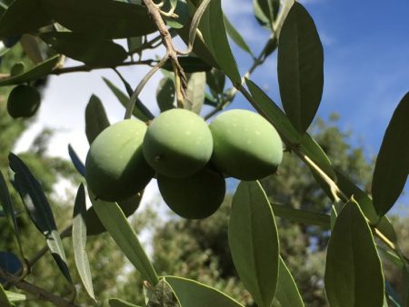 Italian olive tree