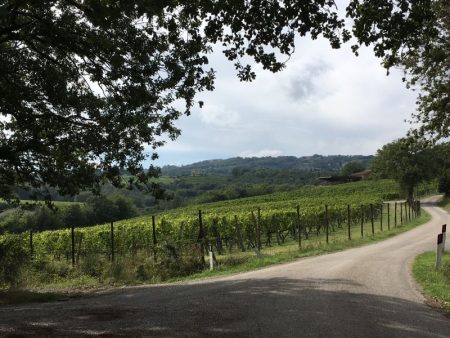 Italian vineyards in autumn