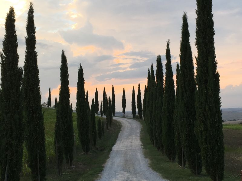 Cypress-lined country road of Tuscany Italy by train and car: a road in Tuscany
