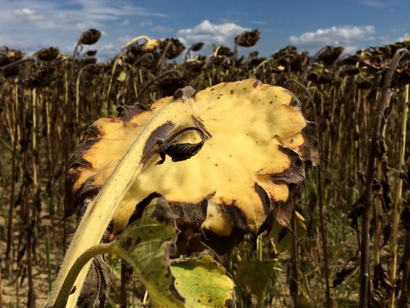 Italy by train and car: sunflowers of Tuscany Italy by train and car, sunflower field in September