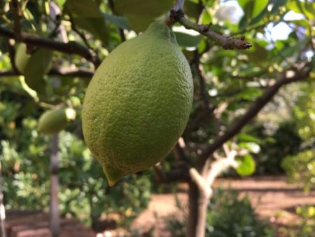Italy by train and car: Tuscan lemon tree