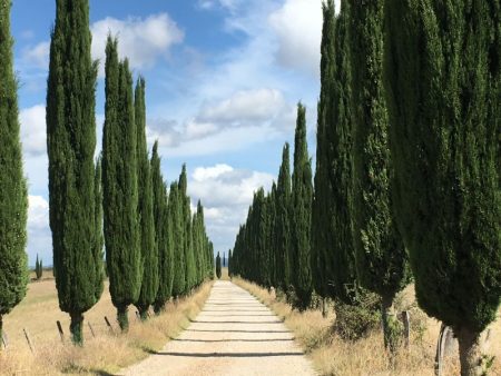 Italy by train and car: Tuscany cypresses