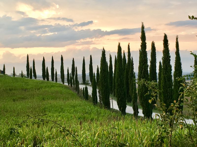 Tuscan cypress-lined road Italy by train and car: Val d'Orcia cypress row