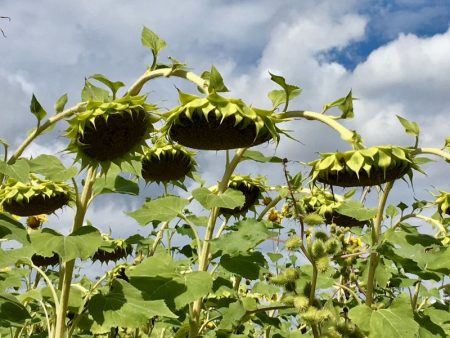 Sunflowers of Tuscany