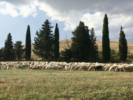 Touring Tuscan countryside by rental car: Val d'Orcia sheep
