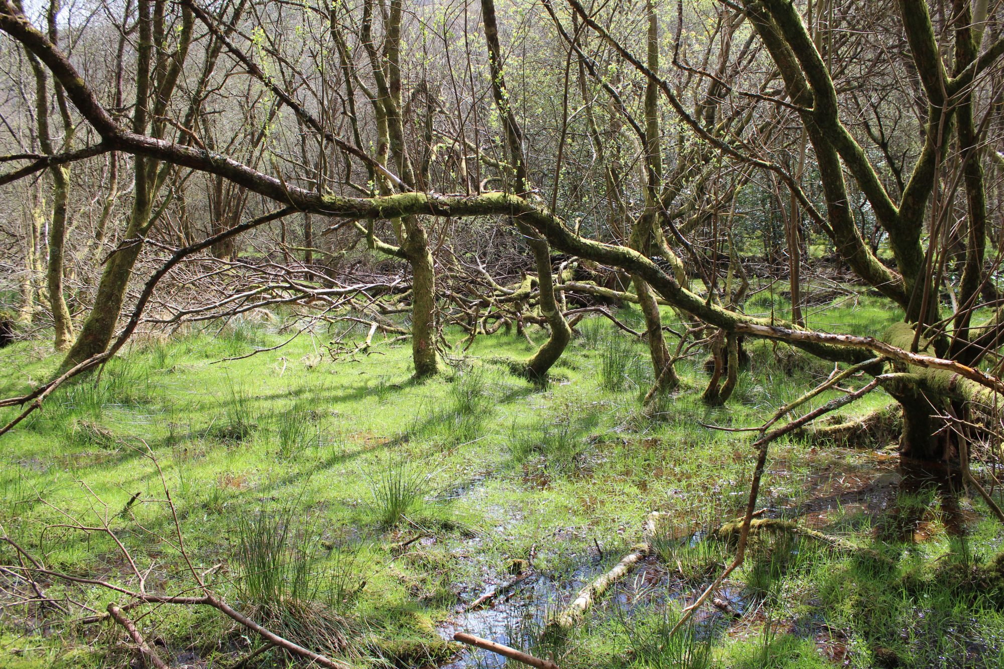 Glendalough wetland from hiking trail Glendalough wetland from hiking trail