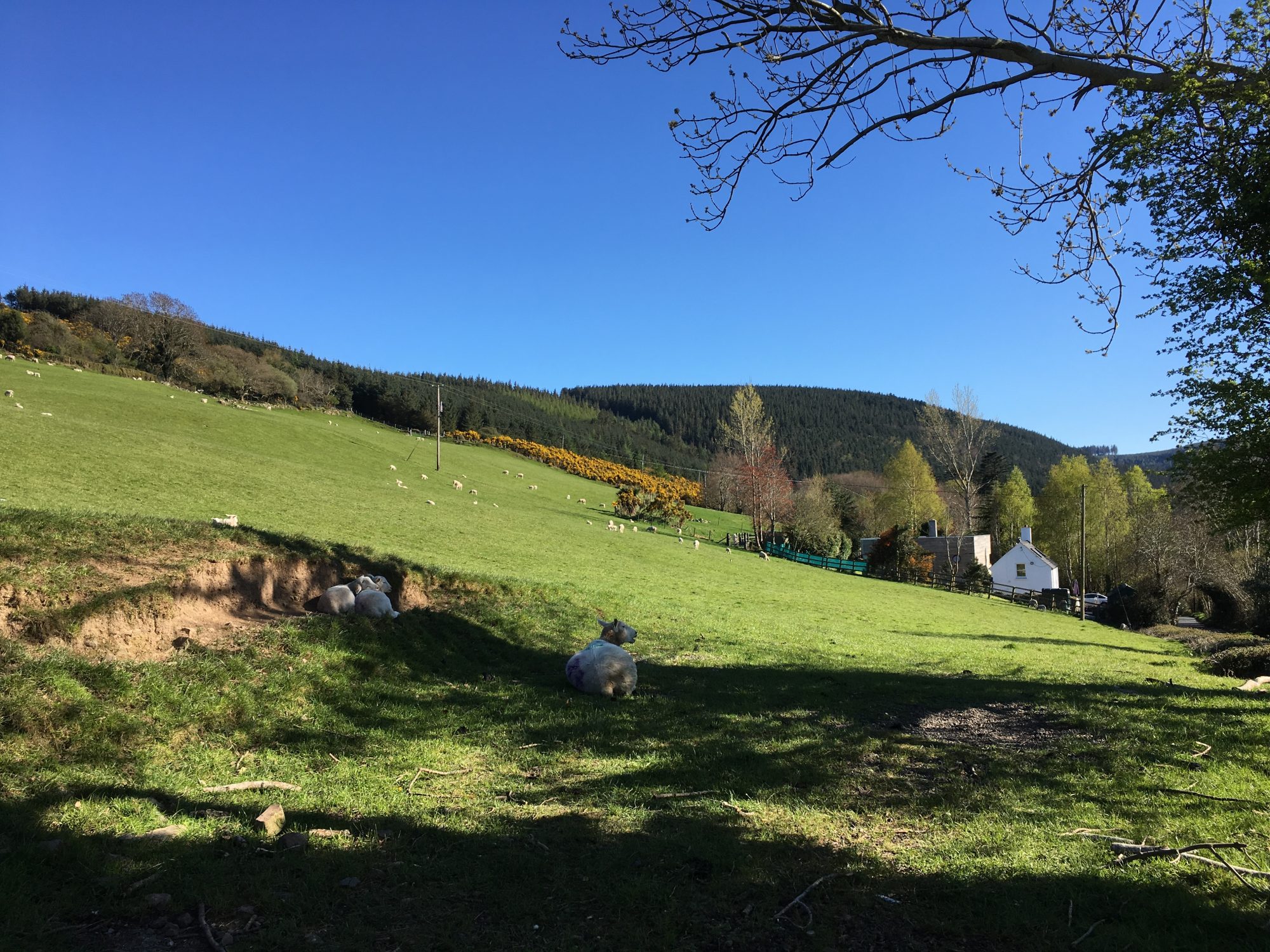 Green countryside of Enniskerry, Wicklow Green countryside of Enniskerry, Wicklow