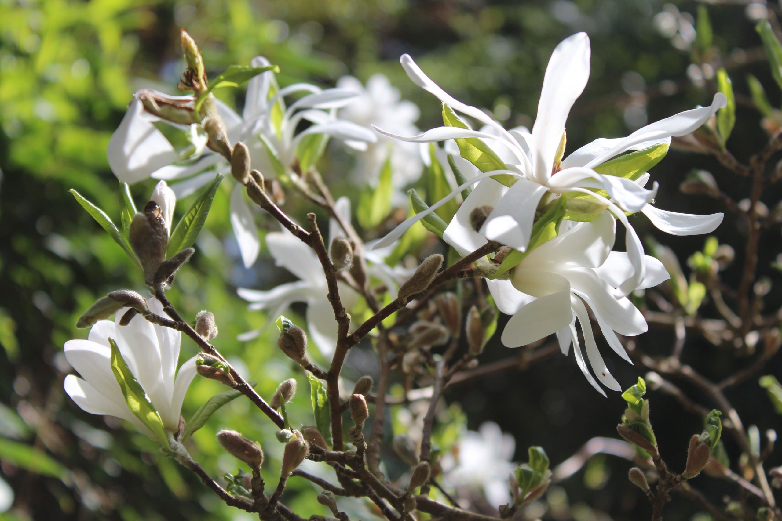 Irish spring flowers, Mount Usher Garden Irish spring flowers, Mount Usher Garden
