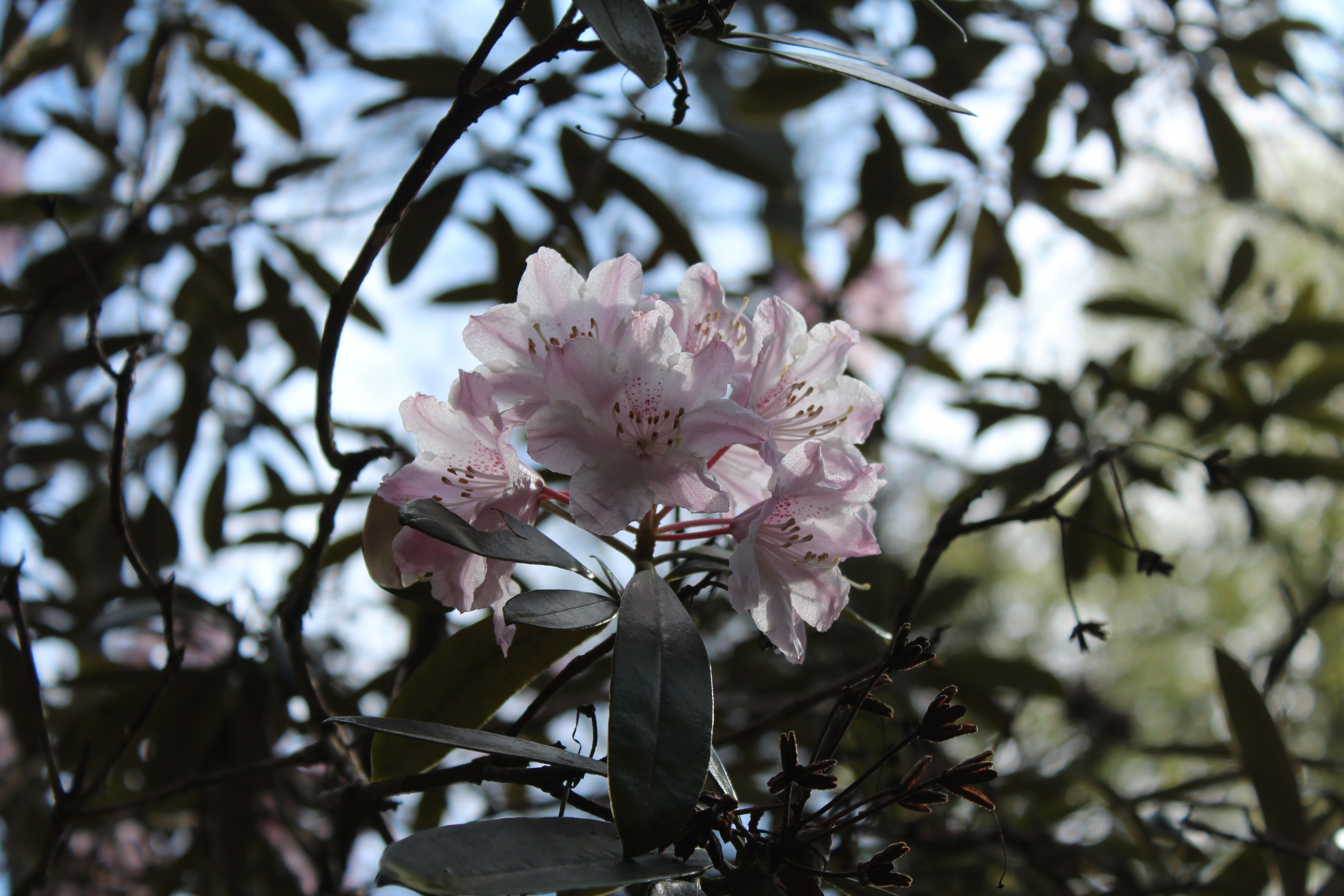 Mount Usher Gardens rhododendron in bloom Mount Usher Gardens rhododendron in bloom