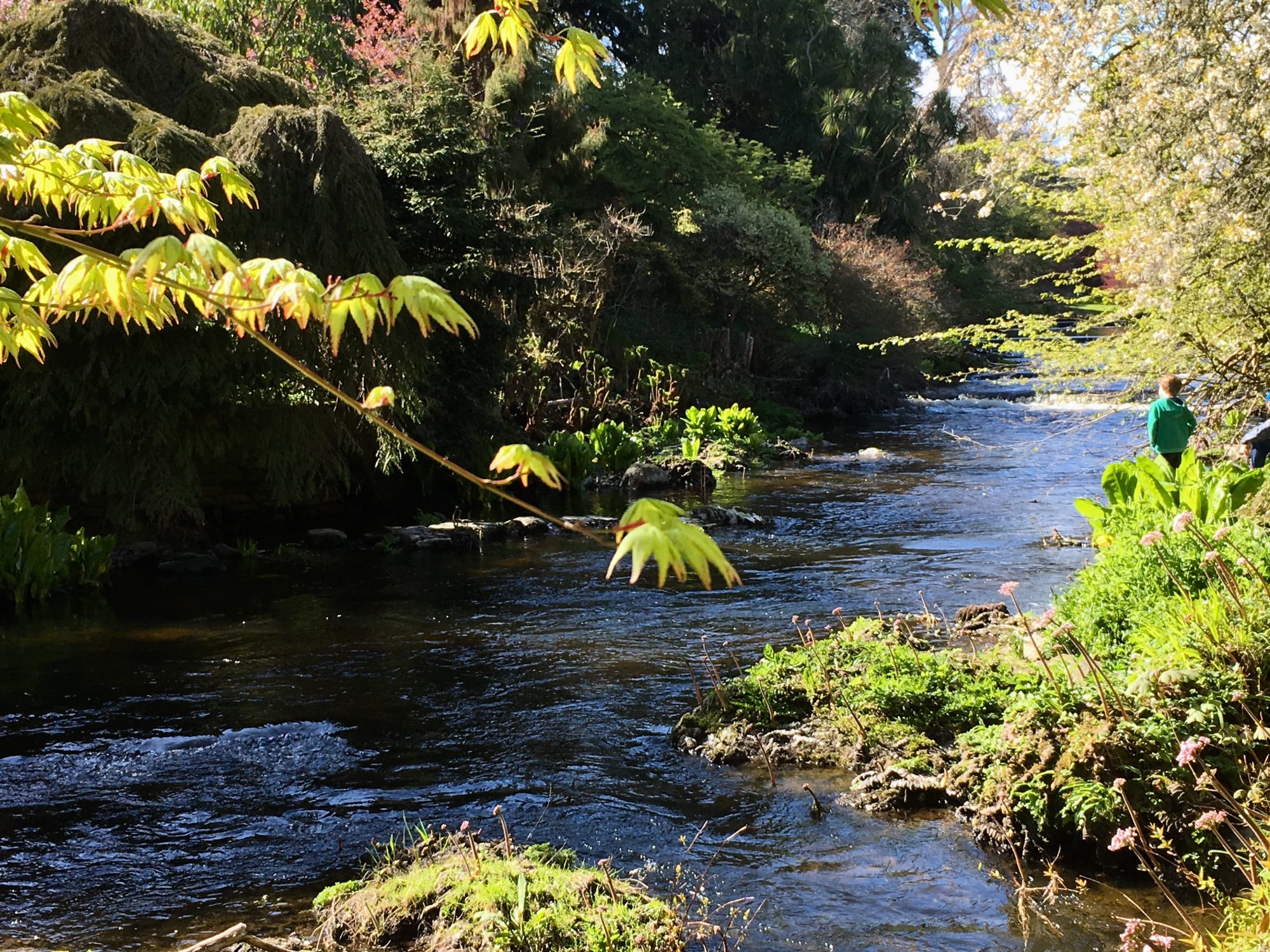 Mount Usher riverside garden east of Ashford, Wicklow Mount Usher riverside garden east of Ashford, Wicklow