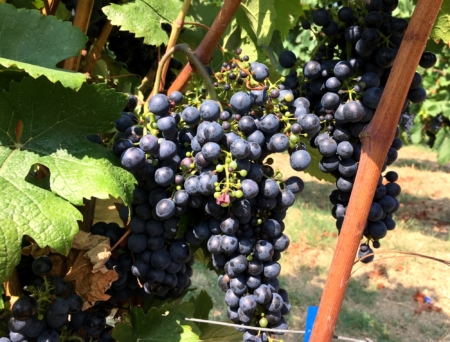 Emilia Romagna grapes