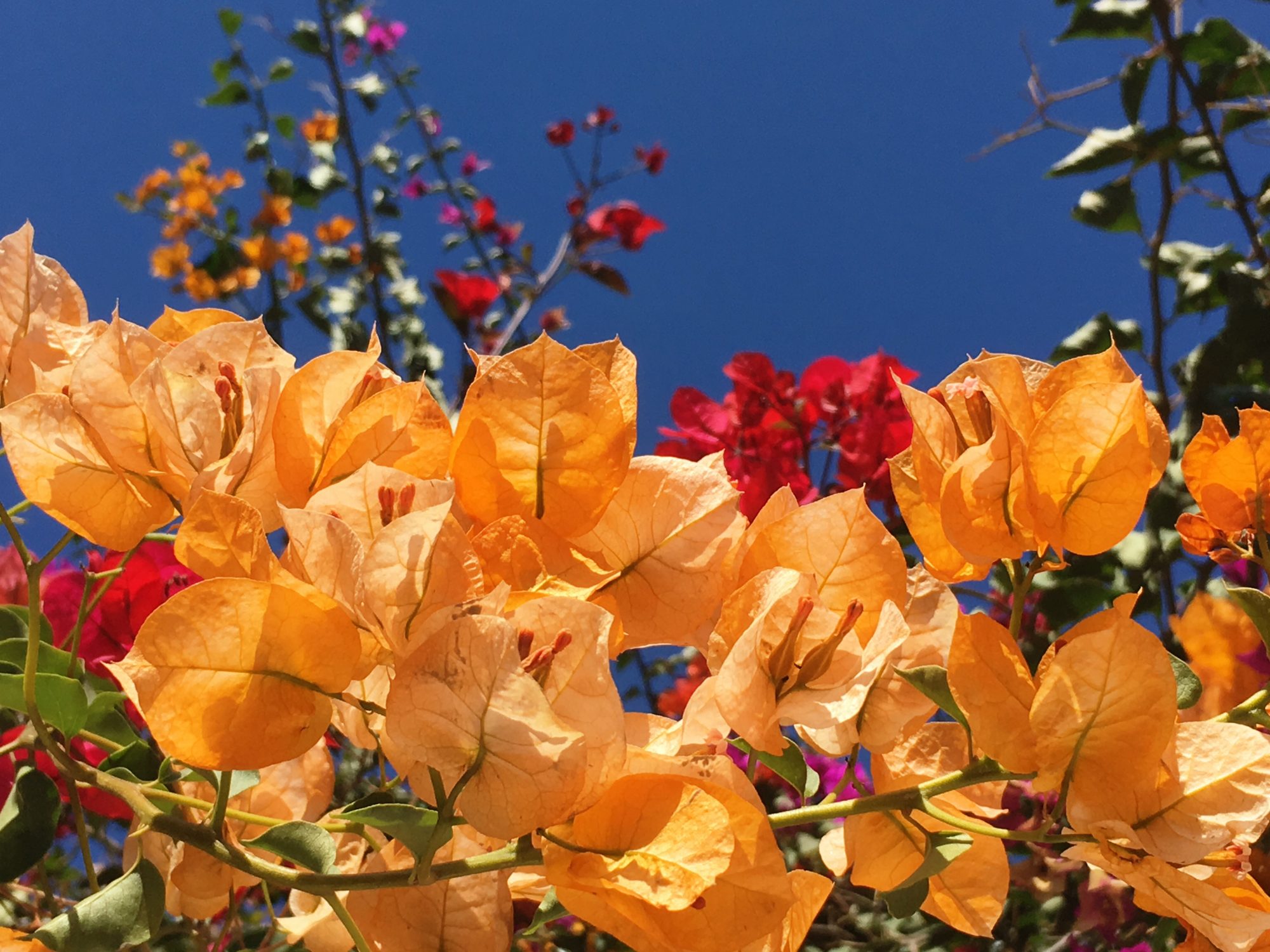 Agadir bougainvilleas Agadir bougainvilleas