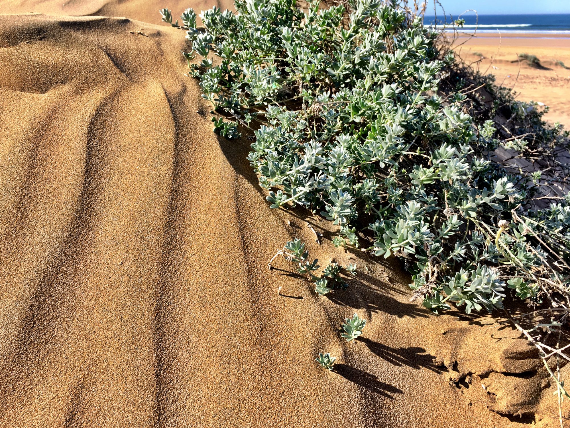 Sand dunes and beach vegetation Agadir: sand, beach and sun