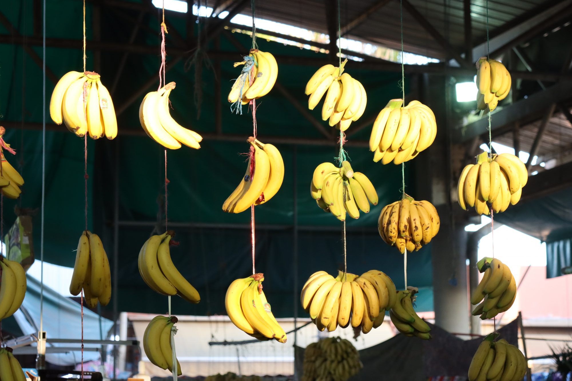 Tasty bananas from the Sousse Valley Bananas sold at Souk el Had, Agadir