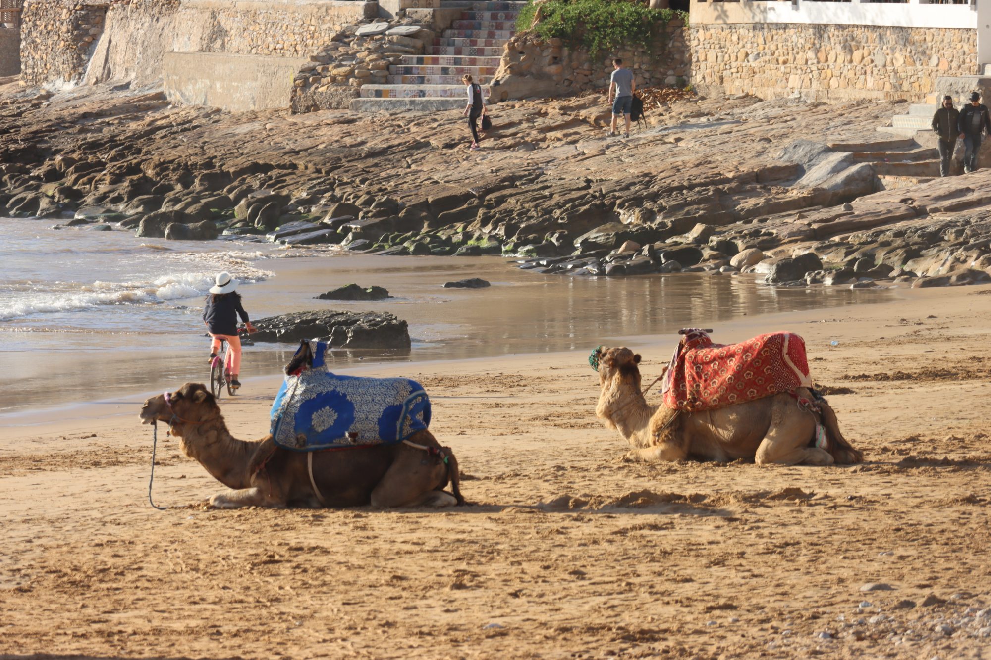 Camels on the beach Camels on the beach