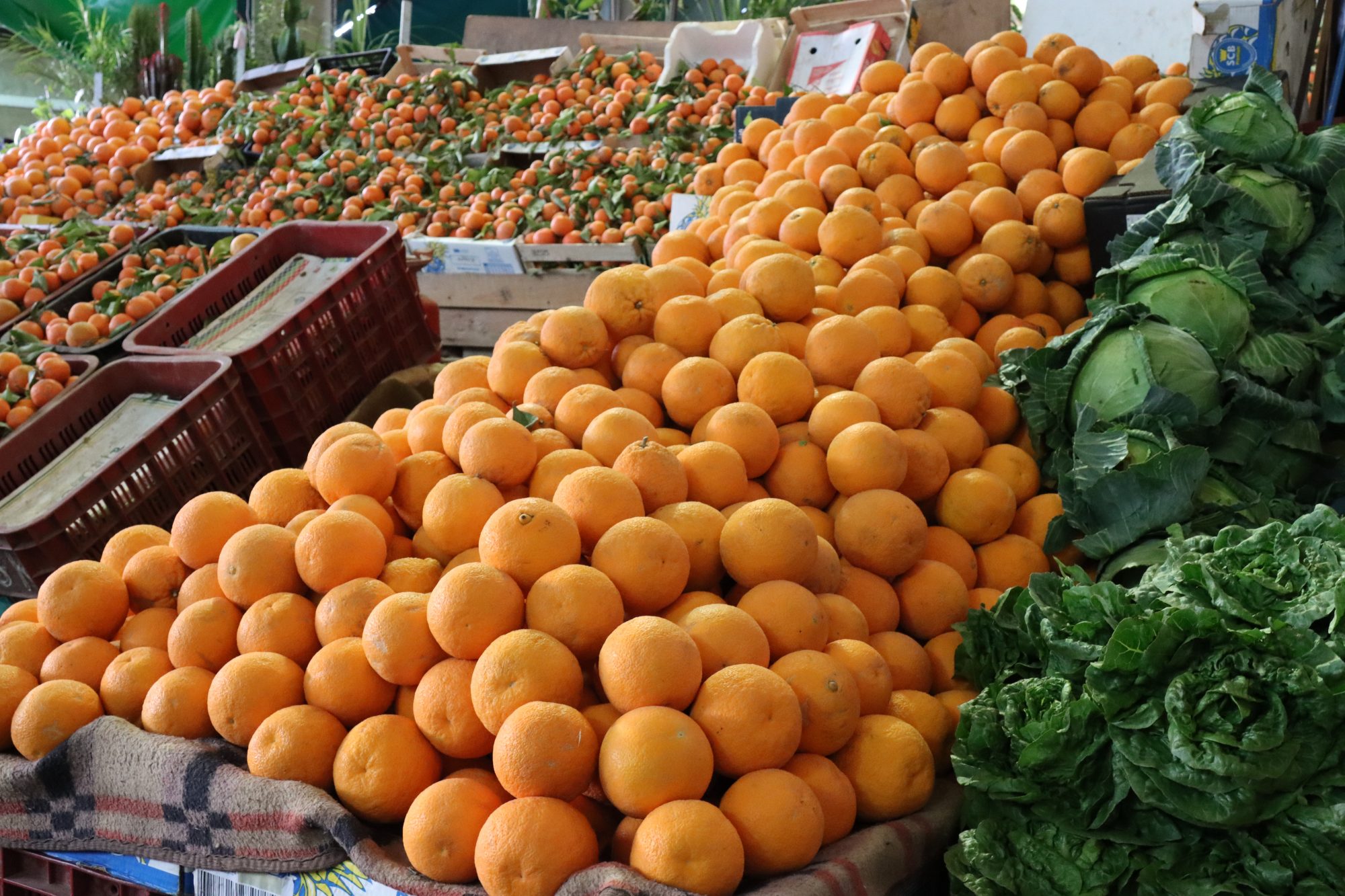 Locally grown oranges at Souk el Had Locally grown oranges at Souk el Had