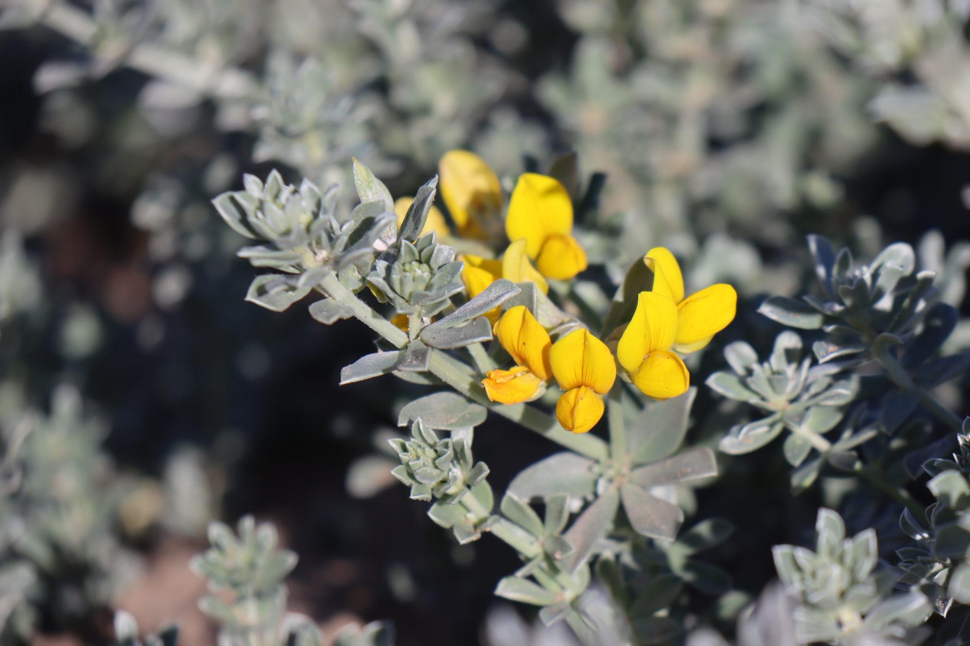 Sand dune flowers on a Moroccan beach Sand dune flowers on a Moroccan beach