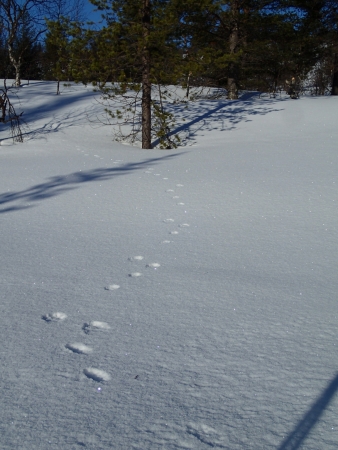 Ski tour in Lapland, footsteps of a Lynx