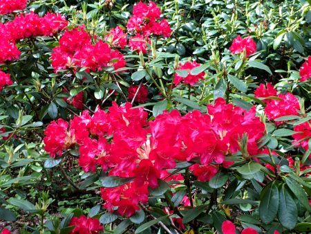 A Haaga Rhododendron, Helsinki