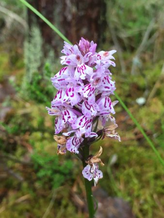 A pink flower in Kopparnäs, Finland
