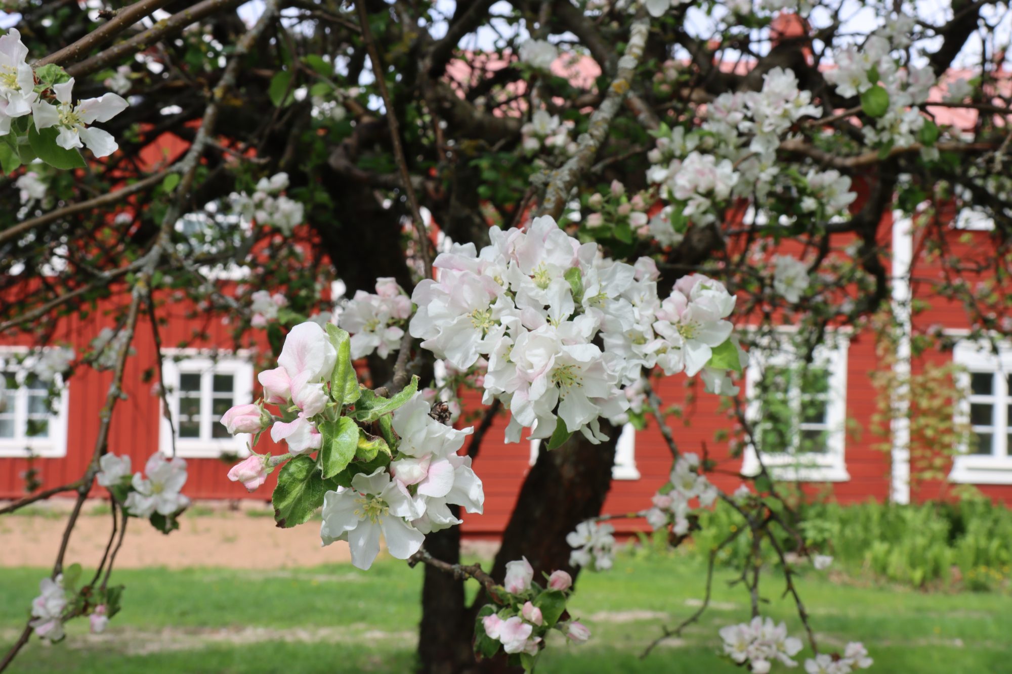 Apple blossoms and Falu houses of Ostrobothnia, Finland Apple blossom in Hämes-Havunen, Kauhajoki