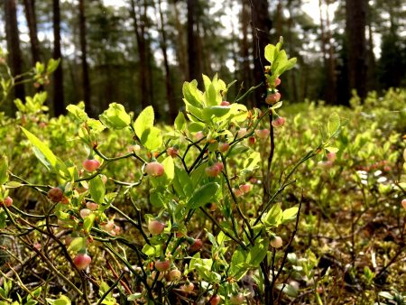 Blueberry in blossom, Kallvik, Helsinki