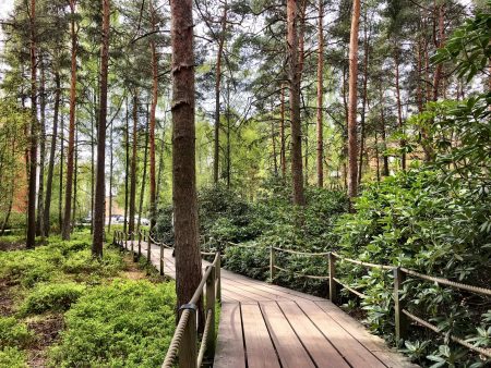Boardwalk in Haaga Rhododendron Park, Helsinki