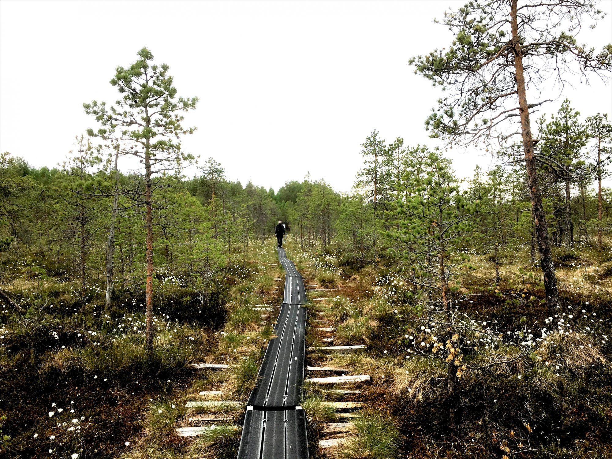 Ostrobothnia road trip: hiking in Paukaneva Hiking in Paukaneva, Ostrobothnia