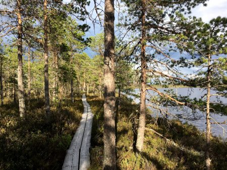 Ostrobothnia road trip: Hiking trail of Kauhaneva-Pohjankangas National Park