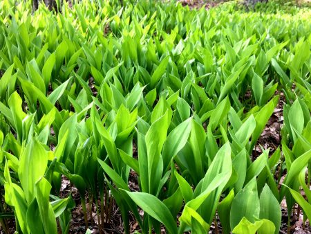 Lily-of-the-valley in Kallvik forest