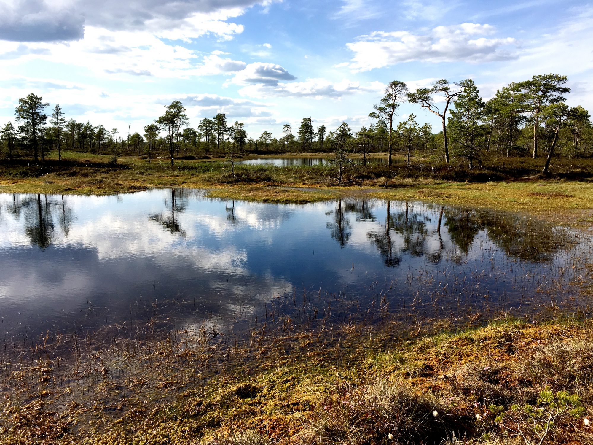 Kauhaneva-Pohjankangas National Park One of the many lakes of Kauhaneva-Pohjankangas National Park
