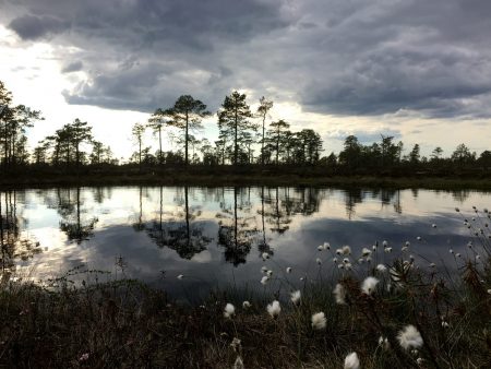 Ostrobothnia road trip: evening in Kauhaneva-Pohjankangas