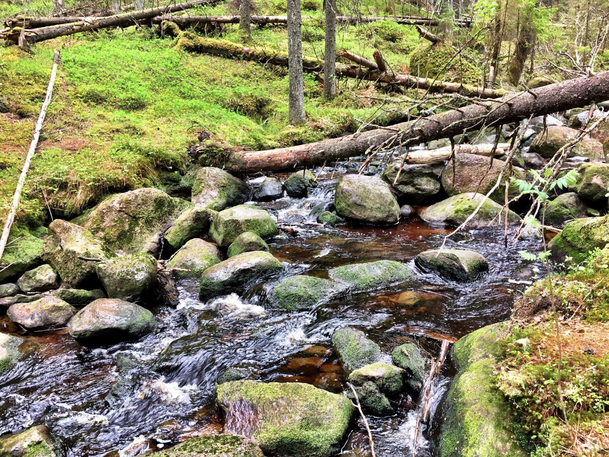 The magic stream of Katikankanjoni, Ostrobothnia The 2 km hike of Katikankanjoni, Kauhajoki